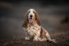 Basset Hound branco e limão com a língua de fora
