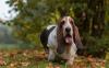 Basset Hound passeando no parque com a língua de fora