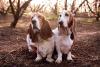 Dois Basset Hound juntos