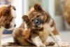 Filhote de cachorro se coçando 