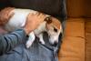 Cachorro com giárdia em cães com inchaço abdominal