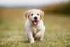 Golden Retriever filhote andando ao ar livre