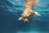Golden Retriever nadando na piscina