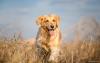 Golden Retriever correndo ao ar livre