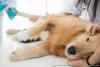 Golden Retriever sendo examinado por veterinário