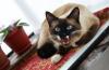 Miado de gato Siamês em cima de uma mesa
