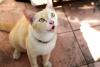 Gato branco e amarelo miando olhando para cima