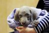 Cachorro cinza com piodermite canina e caroços na pele