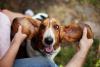 Pessoa segurando as orelhas do Basset Hound 