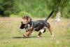 Basset Hound caminhando por parque