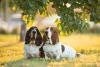 Dois cachorros Basset Hound juntos