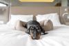 Cachorro salsicha preto deitado na cama
