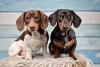 Dois cachorros salsichas lado a lado