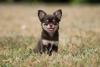 Chihuahua pelo longo preto com a língua de fora