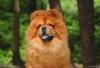 O cachorro Chow Chow pode ter dificuldade de se relacionar com outros animais