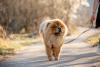 Passear com o Chow Chow faz toda a diferença na rotina da raça