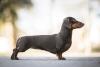 Dachshund preto de pelo curto visto de lado