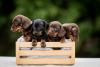Filhotes de Dachshund dentro de caixa