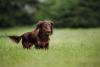 Dachshund passeando