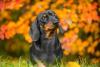 Salsichinha: cachorro precisa de atenção com a coluna