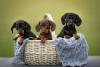 Filhote de Dachshund: preço varia de acordo com o tipo