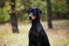 Doberman preto olhando para frente