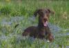 Doberman com a boca aberta e língua de fora