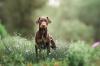 Doberman em gramado verde