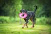 Doberman com frisbee na boca
