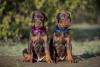 Dobermans filhotes sentados