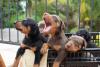 Filhotes de Doberman dentro de cesto