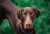 Doberman marrom olhando para cima