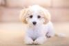 Filhote de Poodle branco