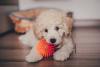 Filhote de Poodle bege com bolinha laranja na boca