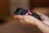Filhote de Poodle preto pelo liso