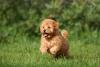 Filhote de Poodle marrom ao ar livre