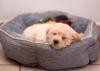 Filhote de Poodle dormindo