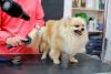 O cachorro Lulu da Pomerânia precisa de banho e tosa regular