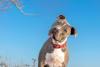 O cão Pitbull não corresponde aos estereótipos
