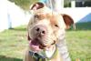 Pitbull: com a criação certa, o cachorro tem tudo para ser amável