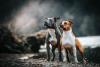 O cachorro Pitbull deve aprender a dividir o espaço com outros cães