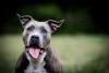 O Pitbull tem muita energia para brincar e passear