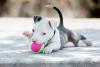 O olhar de Pitbull filhote é capaz de encantar qualquer um