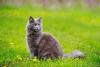 Maine Coon cinza