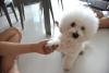 Bichon Frisé dando a patinha