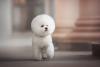 Tosa Bichon Frisé