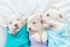 Três filhotes de Bichon Frisé dormindo juntos