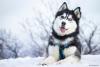 Cachorro lobo Husky Siberiano