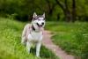 Cachorro lobo Husky Siberiano