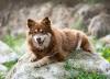 Cachorro que parece lobo Lapphund